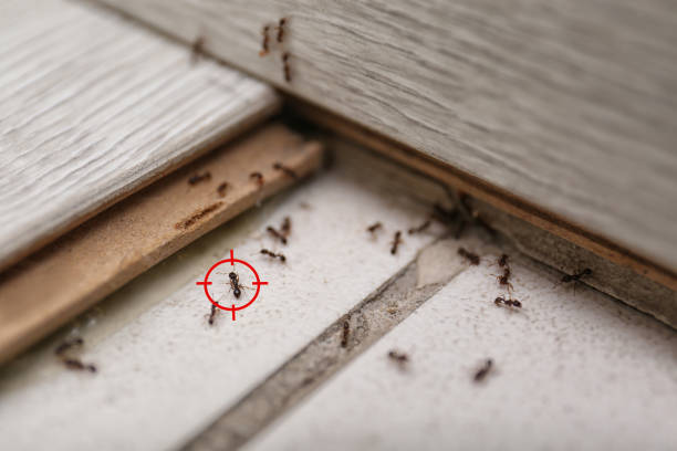 Best Local Pest Control Services  in Payson, UT