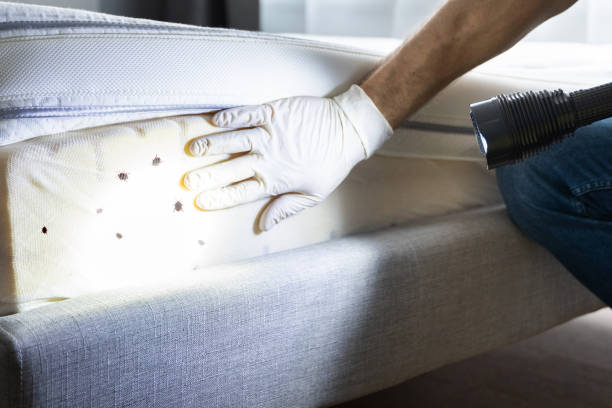 Best Cockroach Control Services  in Payson, UT