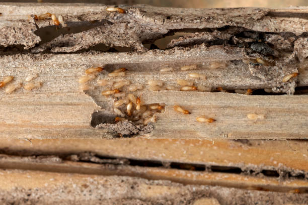 Best Rat Extermination Near Me  in Payson, UT