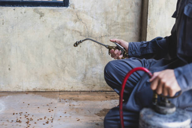 Best Local Pest Control Services  in Payson, UT